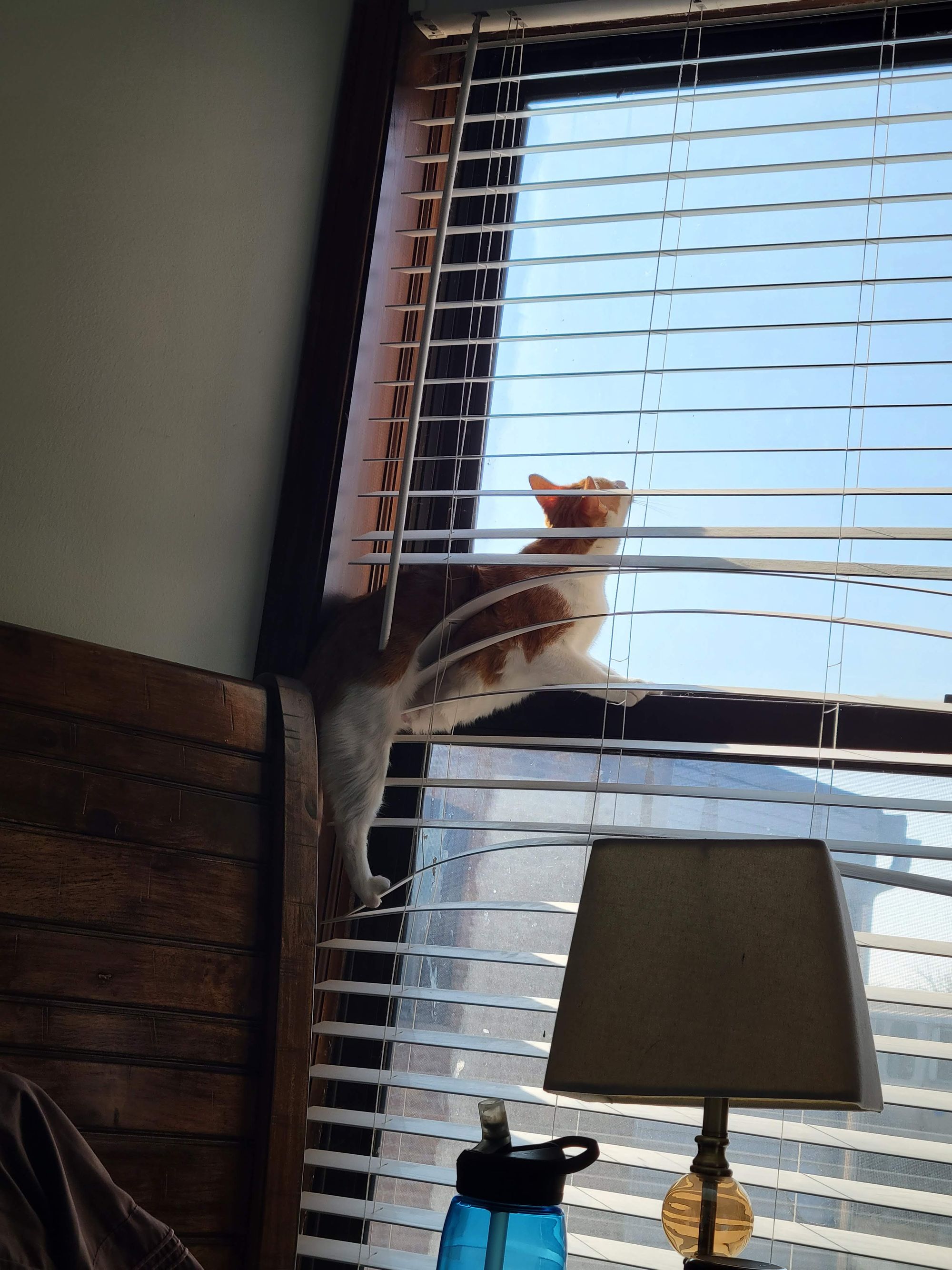 An orange and white tabby cat, balanced between a wooden headboard and a windowsill, squeezed between window blinds to look outside.