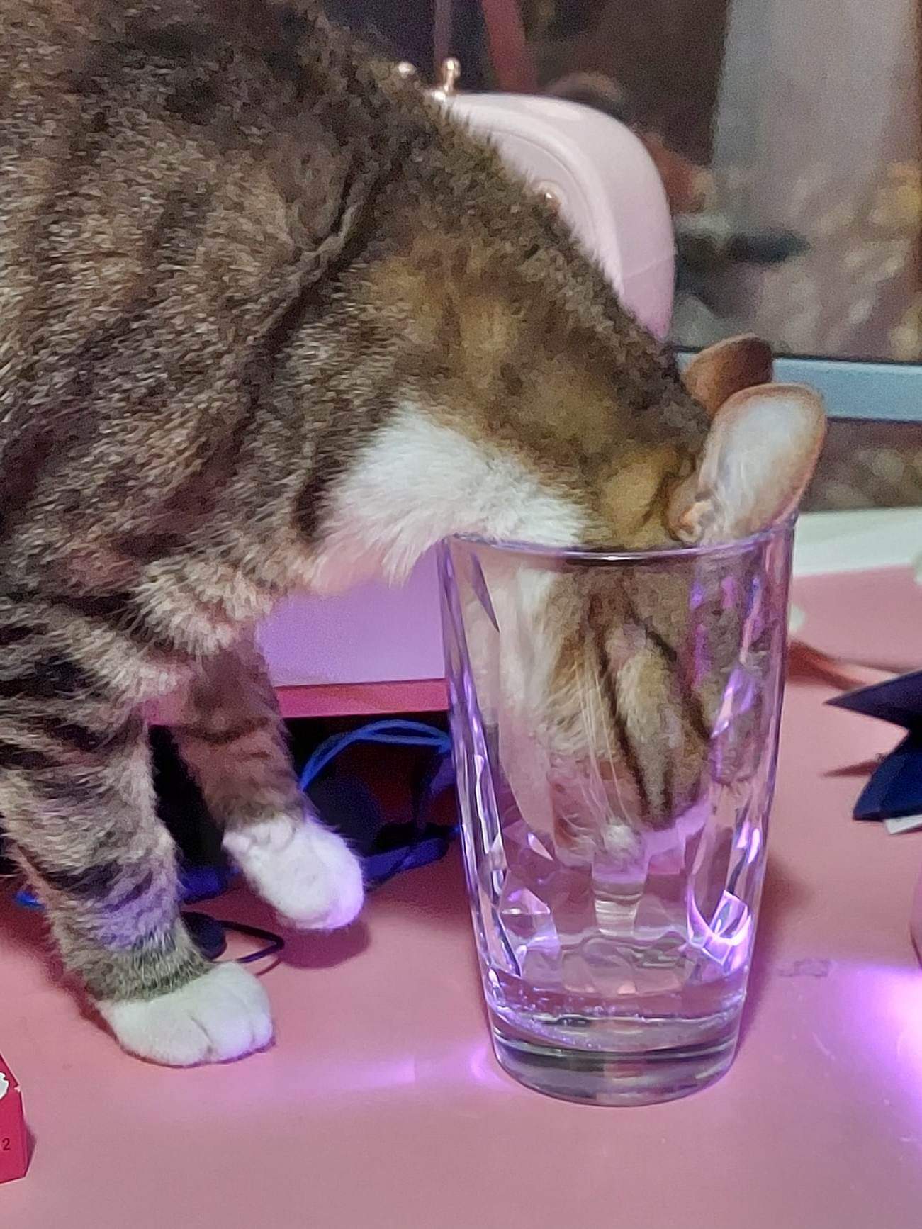 Close-up photo of a gray tabby cat with white paws who has fully stuck her head into a drinking glass with a small amount of water at the bottom.