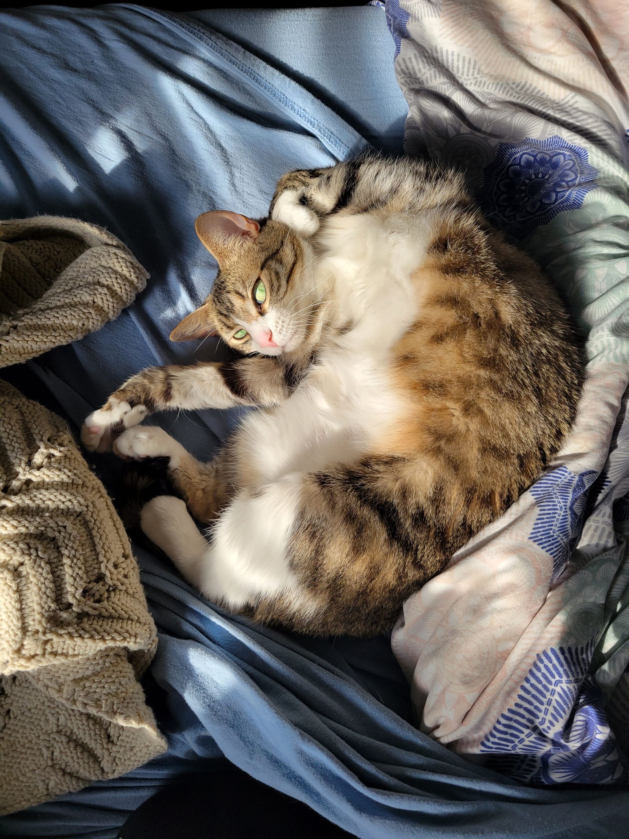 Photo of a gray tabby cat with a white belly lying on her back on an unmade bed.