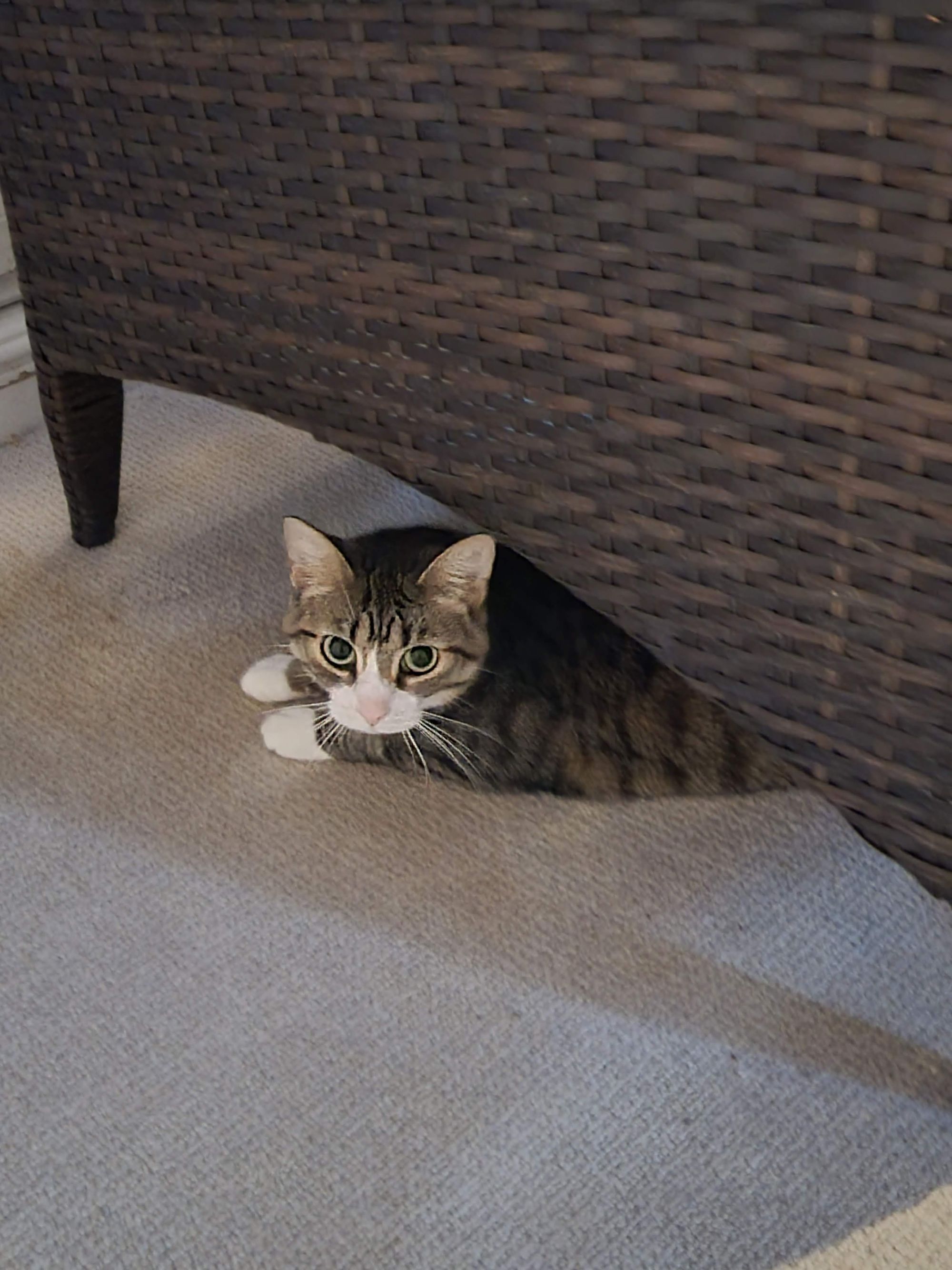 Photo of a gray tabby cat with a white face and paws, peeking out from under a wicker sofa and looking at the camera.