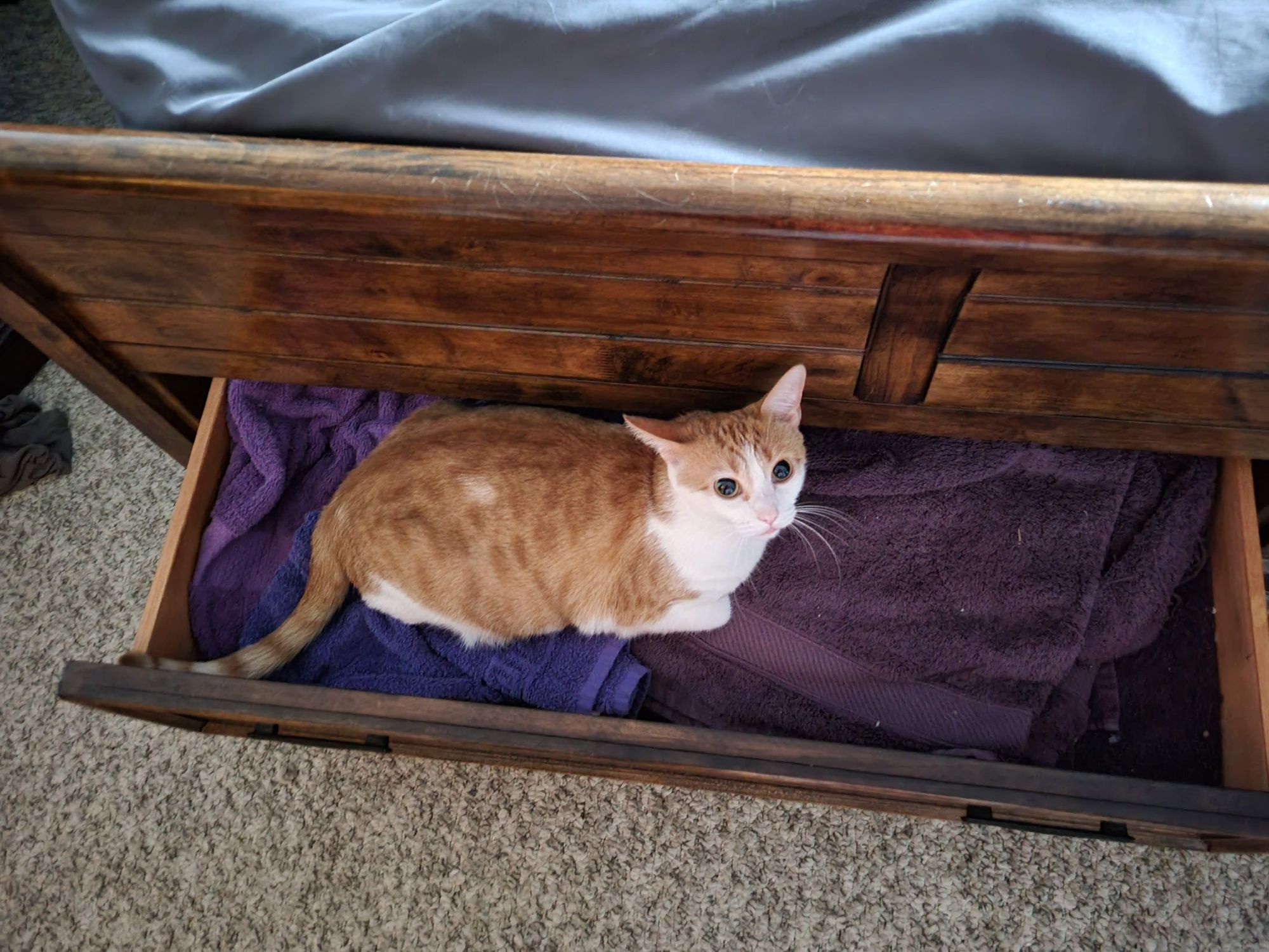 An orange and white cat sitting on a drawer full of purple towels, looking up at the camera.