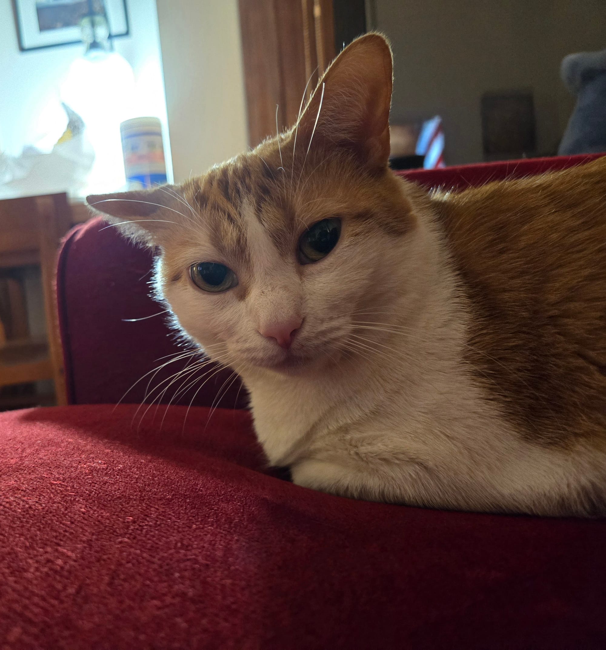 Momo, an orange and white cat, looking at the camera for her close-up shot.