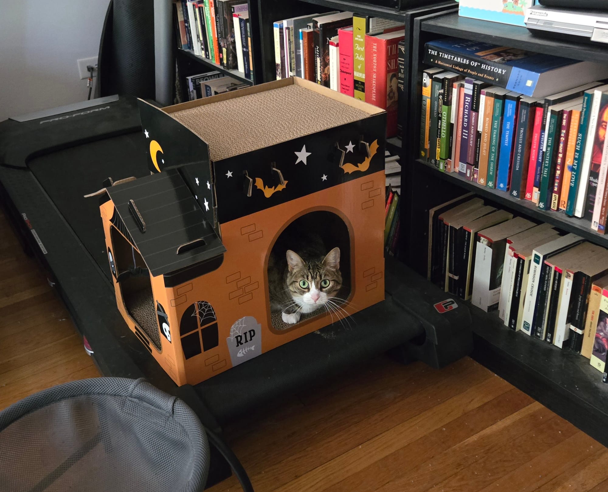 A brown and white tabby cat peeks out of a window in a Halloween-themed cardboard cat playhouse.