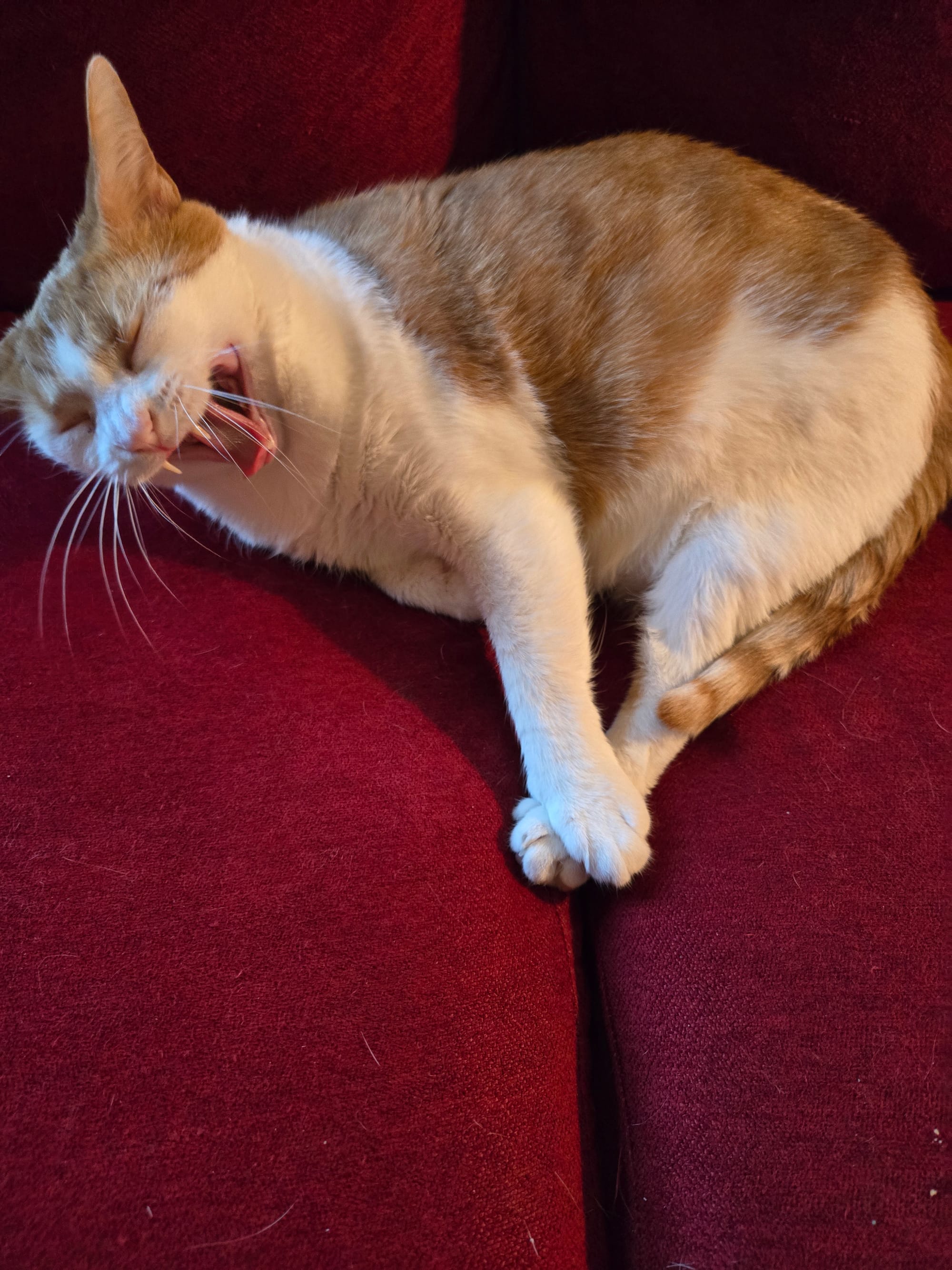 An orange and white cat lying on a couch so that only two of four legs are visible. She's yawning so it looks like screaming.
